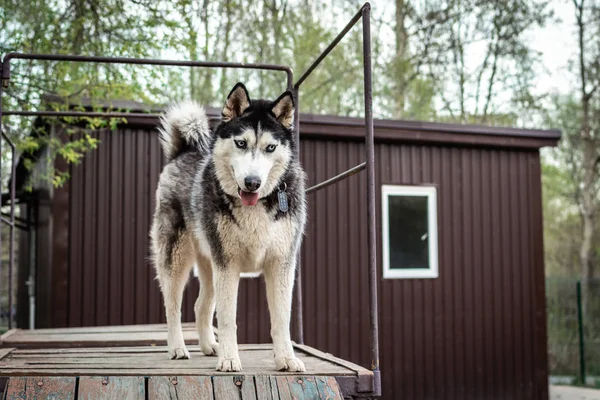 Husky-Hund auf einem Übungsplatz. Russland, Moskau. — Stockfoto