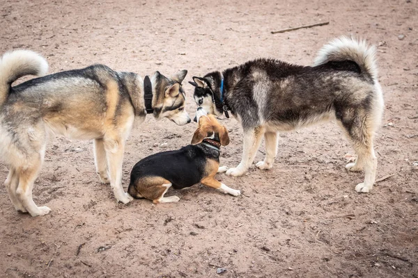 A husky dog and beagle on a training ground. Russia, Moscow. — Stock Photo, Image