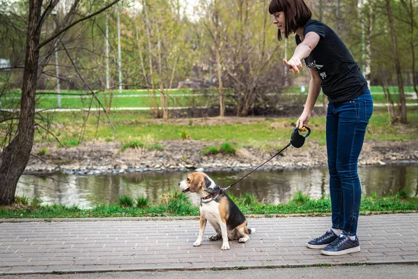 Γυναίκα εκπαιδεύση χαριτωμένο θηλυκό κυνηγόσκυλο σκυλάκι της στο φόντο της φύσης. — Φωτογραφία Αρχείου