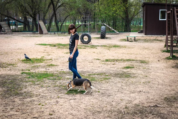 Mujer está entrenando a su lindo perro beagle hembra en el fondo de la naturaleza . —  Fotos de Stock