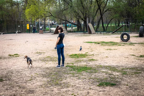 Mujer está entrenando a su lindo perro beagle hembra en el fondo de la naturaleza . —  Fotos de Stock