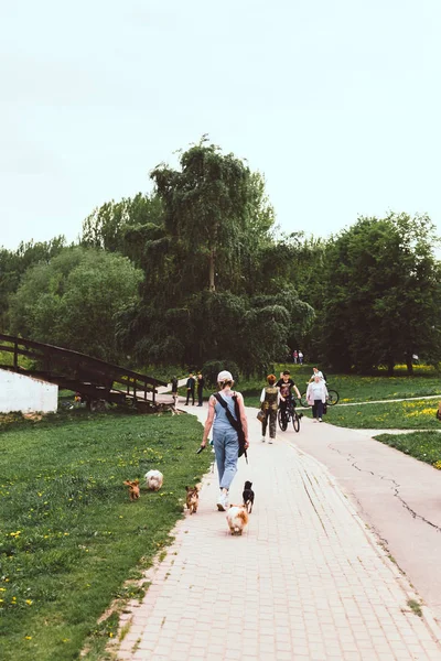 MOSCÚ, RUSIA - 12 DE MAYO DE 2019: Mujer paseando por el parque con muchos perros . —  Fotos de Stock