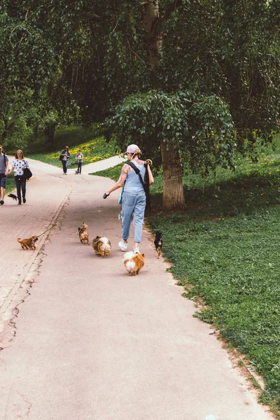 MOSCÚ, RUSIA - 12 DE MAYO DE 2019: Mujer paseando por el parque con muchos perros . —  Fotos de Stock