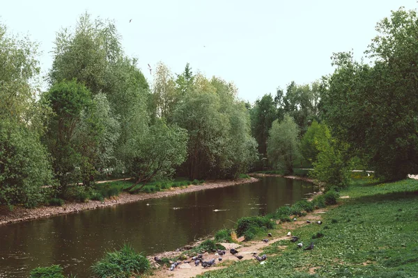 Pequeño río en el verde parque de verano . — Foto de Stock