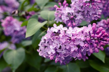 Bulanık arka plan üzerinde Leylak çiçekler demet. Güzel menekşe Leylak çiçeği. Doğa arka planı.