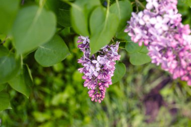 Bulanık arka plan üzerinde Leylak çiçekler demet. Güzel menekşe Leylak çiçeği. Doğa arka planı.