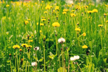 Güneşli bir günde sarı karahindiba ile Yeşil Alan, bahar.