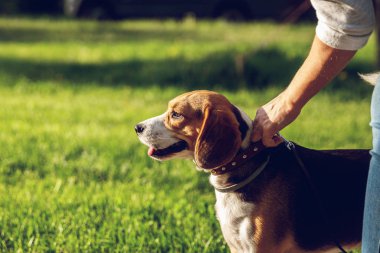 Yaz zamanında parkta sevimli Beagle köpek portresi. Komik pet portre.