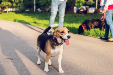 Yaz zamanında parkta sevimli Beagle köpek portresi. Komik pet portre.