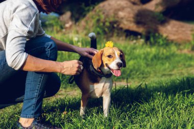 Yaz zamanında parkta sevimli Beagle köpek portresi. Komik pet portre.