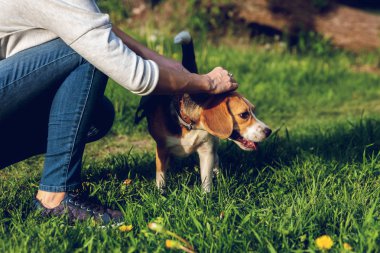 Yaz zamanında parkta sevimli Beagle köpek portresi. Komik pet portre.