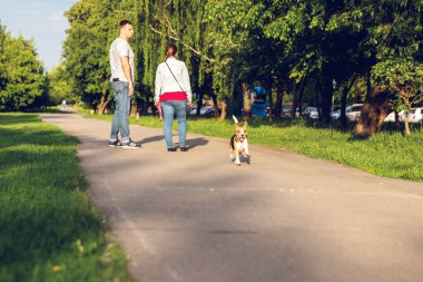 Moskova, Rusya-Mayıs 20, 2019: yaz aylarında parkta sevimli Beagle köpek portresi. Komik pet portre.