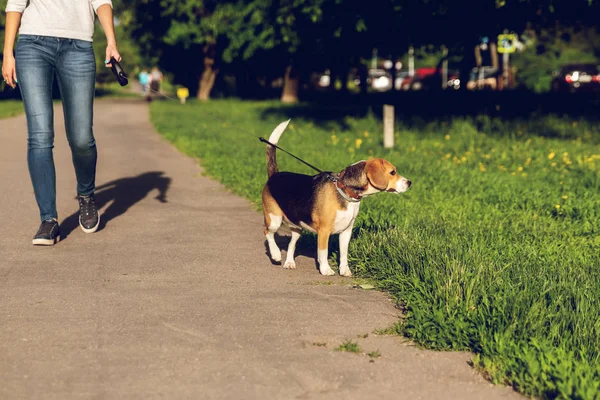Chica caminando con su lindo perro beagle hembra en el parque a la hora de verano . —  Fotos de Stock