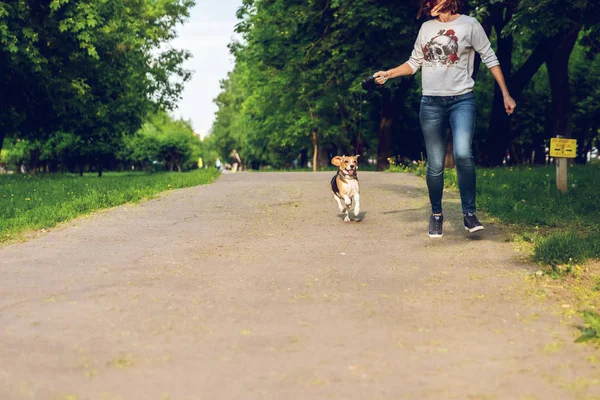 Girl running with her cute female beagle dog in the park at summer time. Lifestyle photo. — Stock Photo, Image