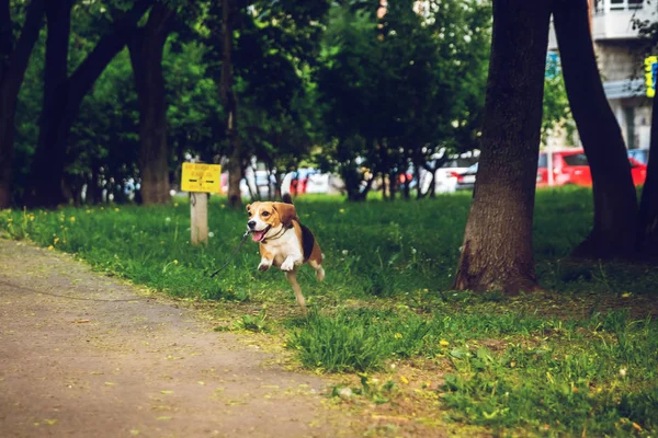 Retrato de lindo perro beagle en el parque a la hora de verano. Divertido retrato de mascota . —  Fotos de Stock