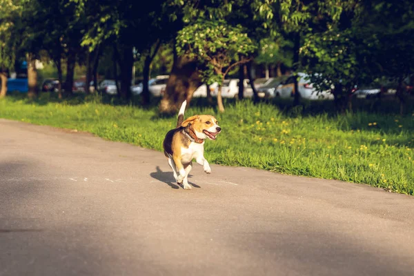 Портрет милой собаки в парке в летнее время. Забавный портрет . — стоковое фото