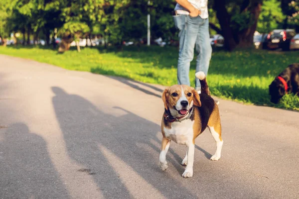 Πορτρέτο του χαριτωμένο σκύλου κυνηγόσκυλο στο πάρκο τη θερινή ώρα. Αστείο πορτρέτο κατοικίδιο ζώο. — Φωτογραφία Αρχείου