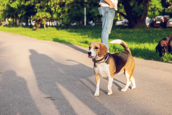 Retrato de lindo perro beagle en el parque a la hora de verano. Divertido retrato de mascota . —  Fotos de Stock