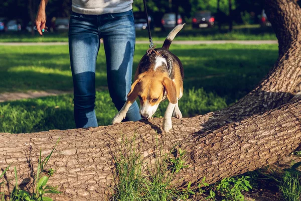 Πορτρέτο του χαριτωμένο σκύλου κυνηγόσκυλο στο πάρκο τη θερινή ώρα. Αστείο πορτρέτο κατοικίδιο ζώο. — Φωτογραφία Αρχείου