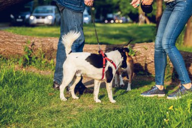 İki komik köpek yaz zamanında parkta oynuyor. İki sevimli Evcil hayvan.