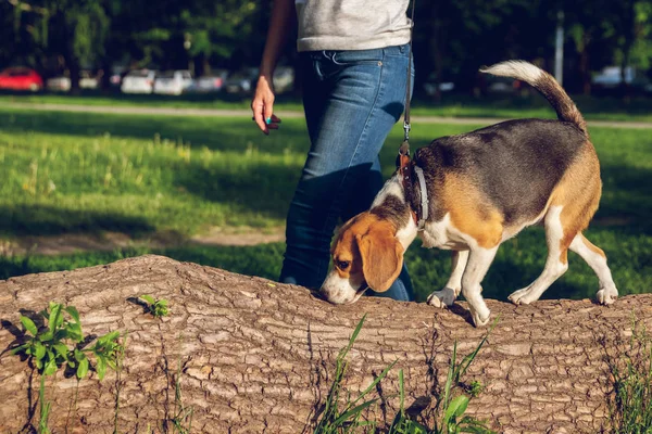 Retrato de lindo perro beagle en el parque a la hora de verano. Divertido retrato de mascota . —  Fotos de Stock