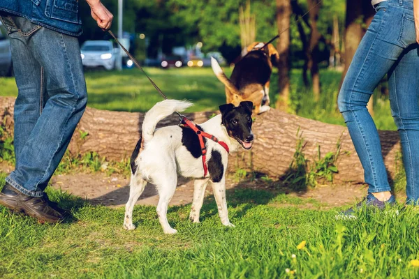 Dois cães engraçados brincando no parque na hora de verão. Dois animais de estimação bonitos . — Fotografia de Stock