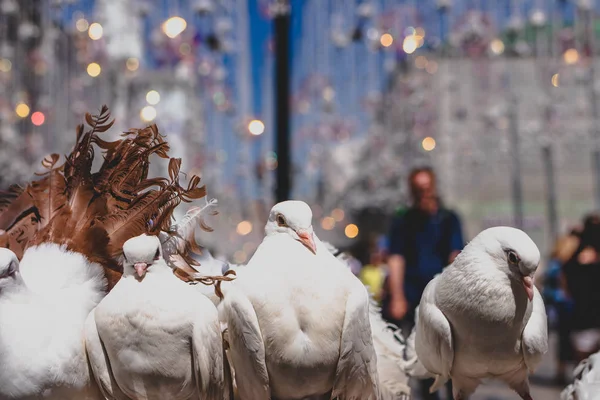 Palomas blancas sentadas al aire libre en la calle, Moscú . — Foto de Stock