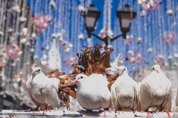 Palomas blancas sentadas al aire libre en la calle, Moscú . — Foto de Stock