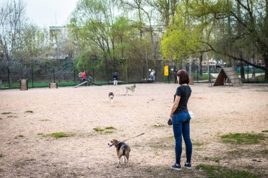 Eğitim alanında sevimli beagle köpek ile genç kadın.