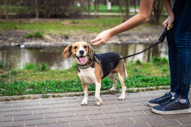 Kadın doğa arka planda sevimli bir kadın beagle köpek besleme.