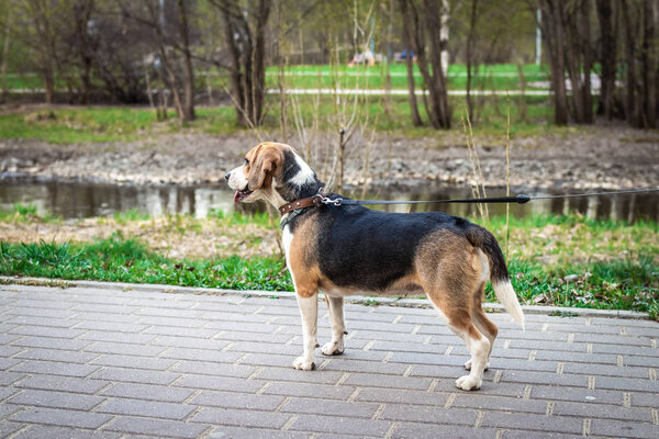 Woman is training her cute female beagle dog on nature background.