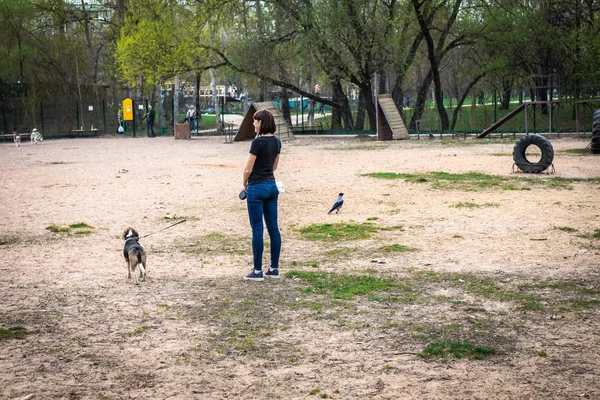 Mujer joven con lindo perro beagle en el campo de entrenamiento . —  Fotos de Stock