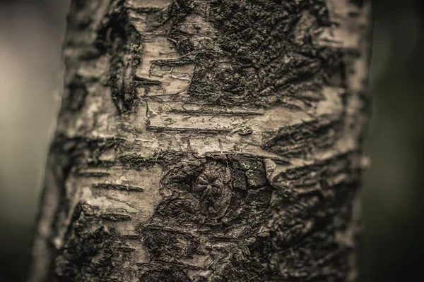 Vista de cerca de la naturaleza del árbol de corteza en la textura borrosa en el bosque, concepto de fondo de pantalla . — Foto de Stock