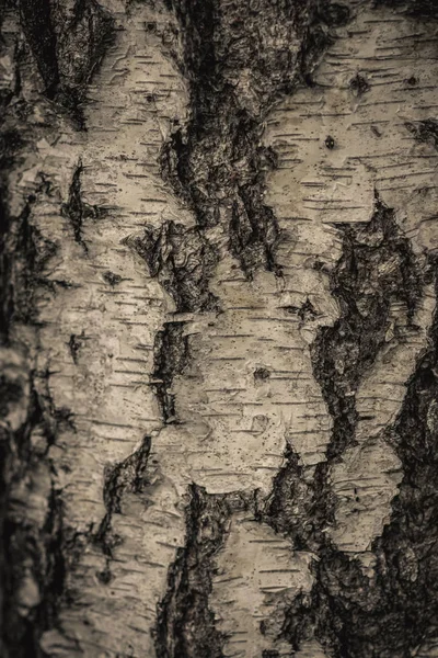 Close up nature view of bark tree on blurred texture in forest, wallpaper concept. — Stock Photo, Image