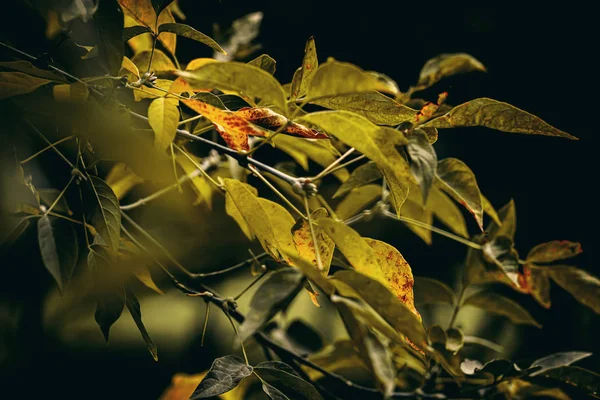 Colección de hermosas hojas coloridas de otoño . — Foto de Stock