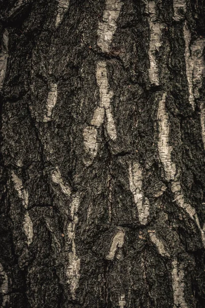 Gros plan sur la nature de l'écorce de l'arbre sur texture floue dans la forêt, concept de papier peint. — Photo