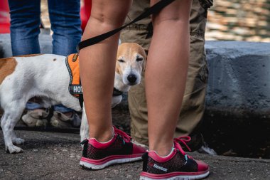 Moskova, Rusya - 25 Ağustos 2019: Jack Russell Terrier köpekli sevimli genç kadın.