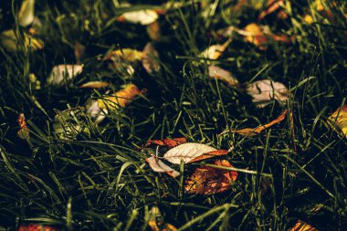 Sonbahar mevsiminde renkli ve ıslak düşmüş yapraklar. Sonbahar arka planı.