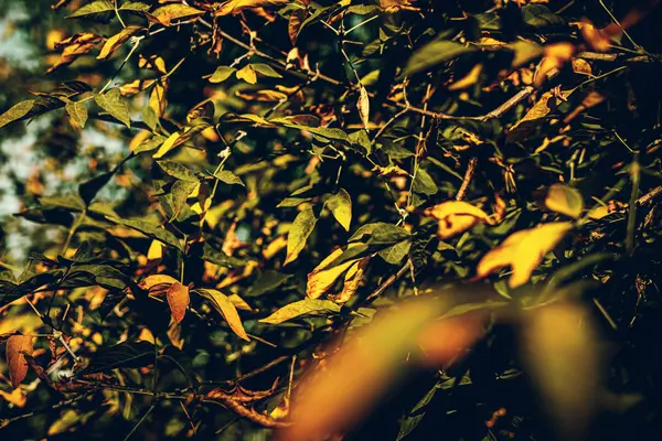 Hojas coloridas y húmedas en otoño. Fondo de otoño . — Foto de Stock