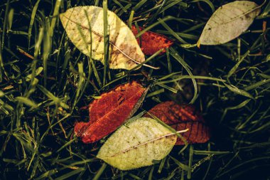 Sonbahar mevsiminde renkli ve ıslak düşmüş yapraklar. Sonbahar arka planı.