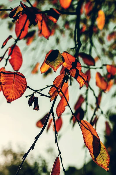 Hojas coloridas y húmedas en otoño. Fondo de otoño . — Foto de Stock