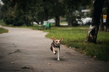 Sonbahar parkında tatlı bir av köpeği..