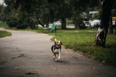 Sonbahar parkında tatlı bir av köpeği..