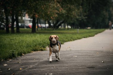 Sonbahar parkında tatlı bir av köpeği..