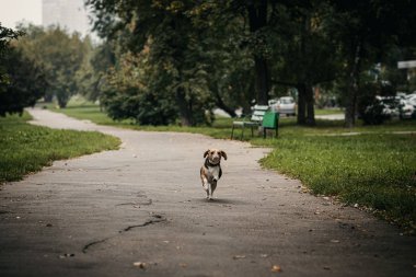 Sonbahar parkında tatlı bir av köpeği..