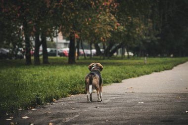 Sonbahar parkında tatlı bir av köpeği..