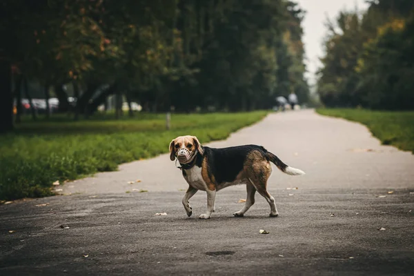 Söt beagle don i höstparken. — Stockfoto