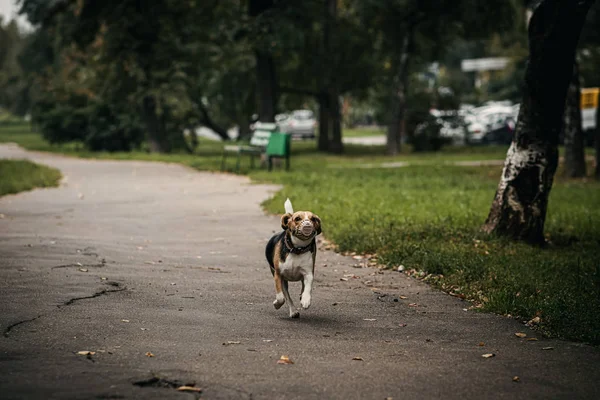 Söt beagle don i höstparken. — Stockfoto