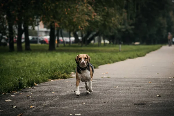 Sonbahar parkında tatlı bir av köpeği..