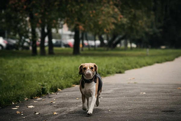 Söt beagle don i höstparken. — Stockfoto